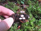 Strobilurus trullisatus image
