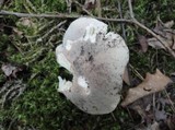 Russula modesta image