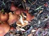 Gymnopus luxurians image