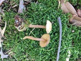 Callistosporium luteo-olivaceum image