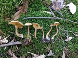 Callistosporium luteo-olivaceum image
