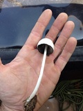 Panaeolus antillarum image