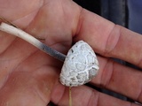 Panaeolus antillarum image
