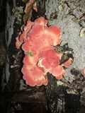 Phlebia incarnata image