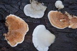 Gloeoporus dichrous image