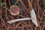Macrocystidia cucumis image