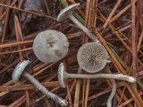 Rhodocybe hirneola image