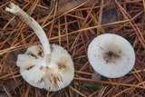 Amanita sect. Vaginatae image