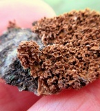 Hydnoporia olivacea image