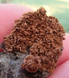 Hydnoporia olivacea image