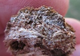 Hydnoporia olivacea image