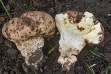 Calvatia bovista image