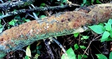 Hydnoporia olivacea image
