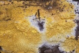 Coniophora puteana image