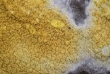 Coniophora puteana image