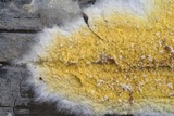 Coniophora puteana image