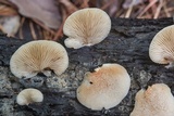 Crepidotus mollis image
