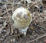 Amanita brunnescens image