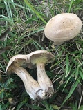 Boletus pallidus image
