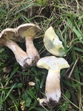 Boletus pallidus image