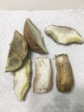 Boletus pallidus image
