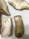 Boletus pallidus image