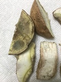 Boletus pallidus image