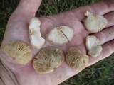 Crepidotus crocophyllus image