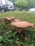 Boletus pallidoroseus image