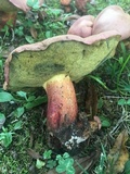 Boletus pallidoroseus image