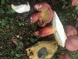 Boletus pallidoroseus image