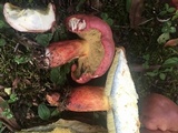 Boletus pallidoroseus image