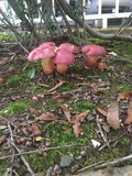 Boletus pallidoroseus image