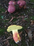 Boletus pallidoroseus image