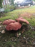 Boletus pallidoroseus image
