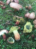 Boletus pallidoroseus image