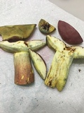 Boletus pallidoroseus image