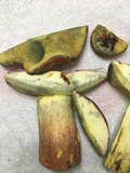 Boletus pallidoroseus image