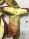 Boletus pallidoroseus image