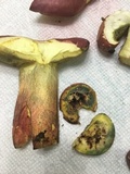 Boletus pallidoroseus image