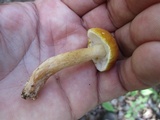 Gyroporus castaneus image