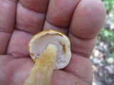 Gyroporus castaneus image