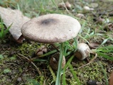 Agaricus placomyces image