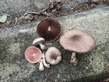 Agaricus placomyces image