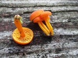 Hygrocybe miniata image