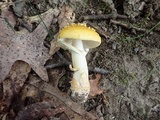 Amanita flavorubens image