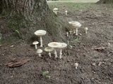 Amanita multisquamosa image