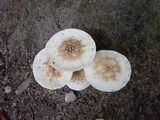 Amanita multisquamosa image