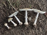 Amanita multisquamosa image