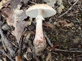 Amanita rubescens var. rubescens image